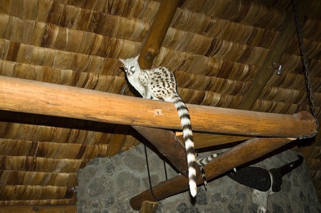 Ndutu Genet01.jpg - Common Genet (Genetta genetta), Ndutu Lodge Tanzania March 2006